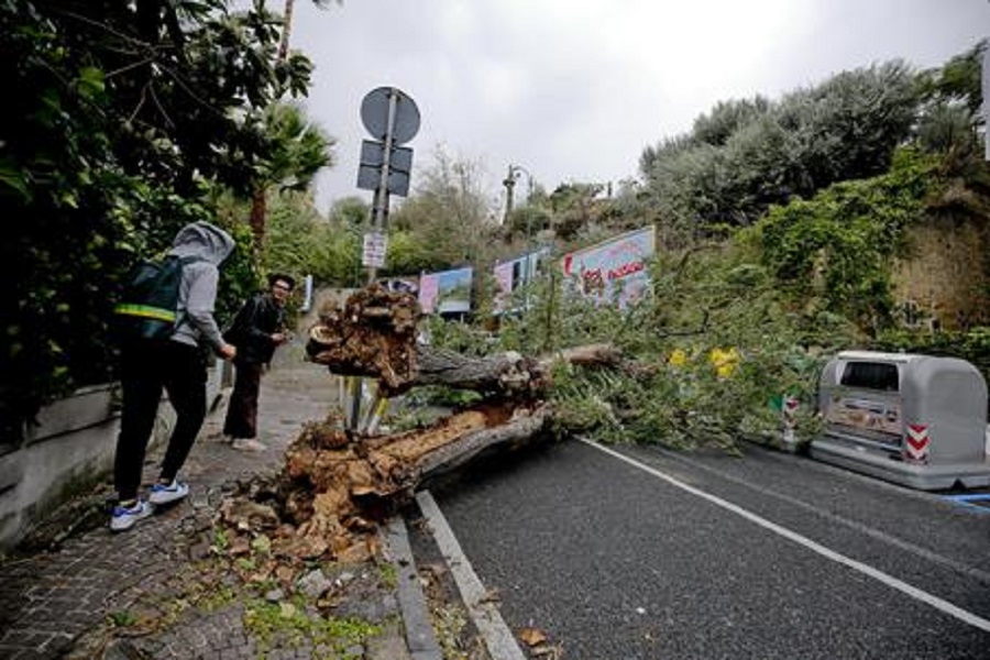 Albero caduto in via Claudio