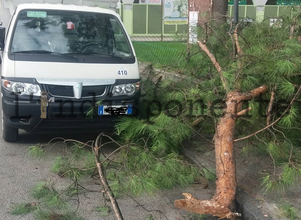 foto caduta albero acerra (1)